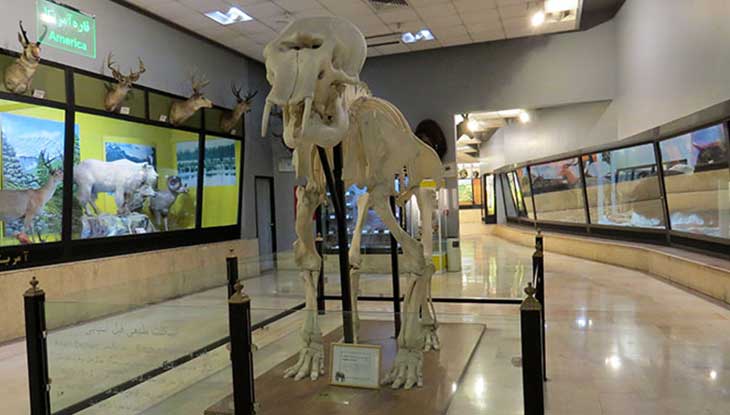 موزه تنوع زیستی 