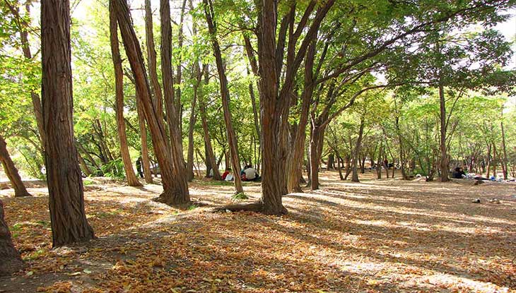 پارک های جنگلی شرق تهران