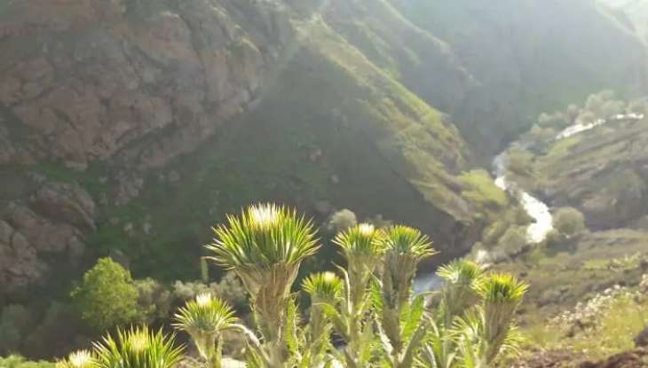 پوشش گیاهی اشکورات رودسر