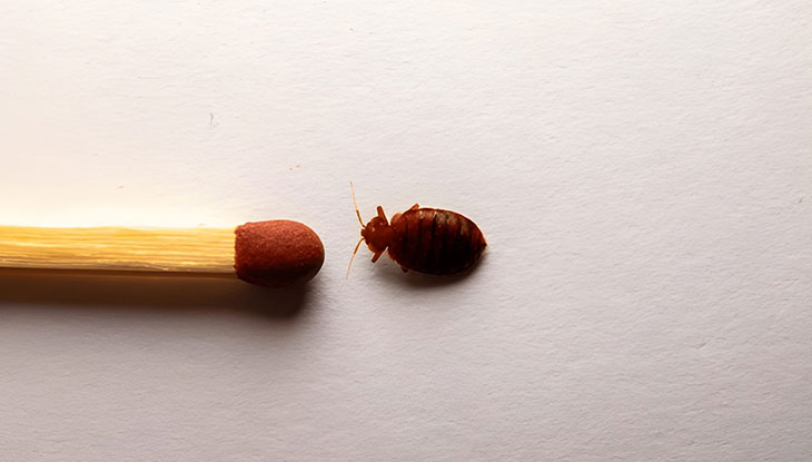 ساس در سفر و اقامتگاه +راهکار شناسایی و خلاصی از آن ساس