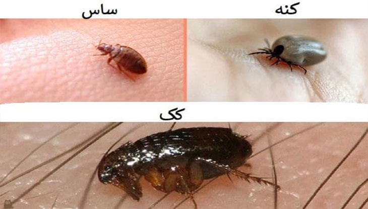 ساس در سفر و اقامتگاه +راهکار شناسایی و خلاصی از آن کک ساس کنه