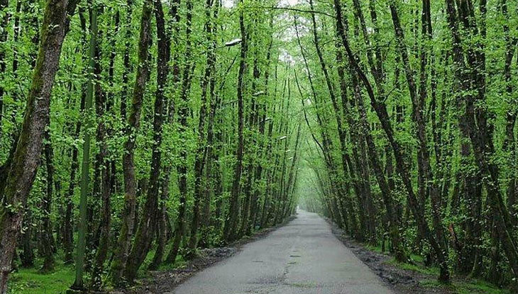 کجای لاهیجان چادر بزنیم؟ بهترین مناطق لاهیجان برای چادر زدن جنگل صفرابسته